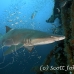 shark_tiger_sand_atlas_h_0186_nca0392.jpg